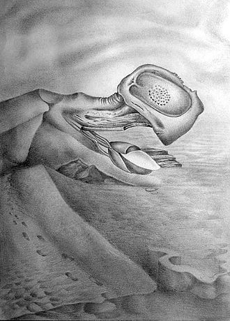 After the storm III, graphite on paper, 23 x 17 cm